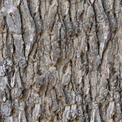 Seamless Tree Bark